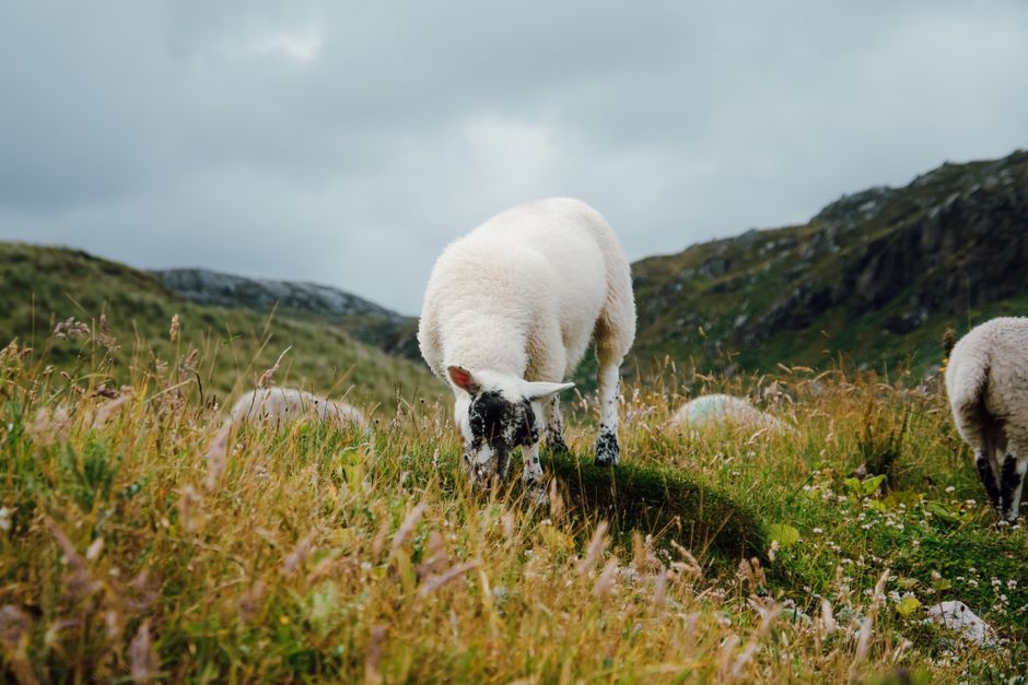 Merino sheep peacefully grazing in lush green countryside pastures with hills.