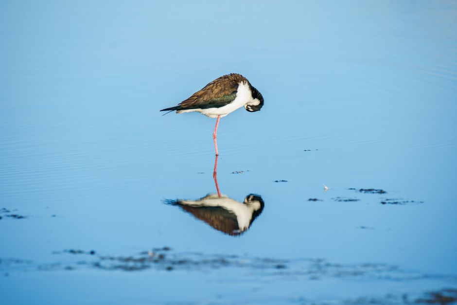 A stilt bird standing on one leg with its reflection on serene water, showcasing stillness and tranquility.
